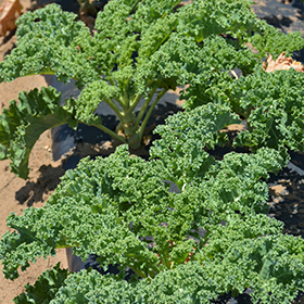 Plant Photo 4