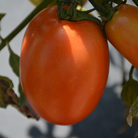 Plant Photo 8