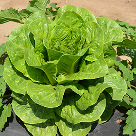 Plant Photo 6