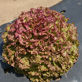Plant Photo 5