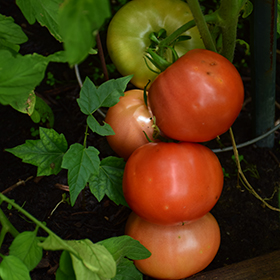 Plant Photo 2