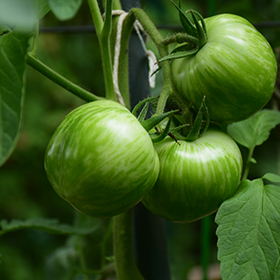 Plant Photo 10