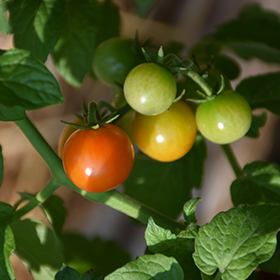 Plant Photo 4