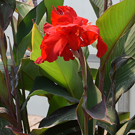 Plant Photo 3