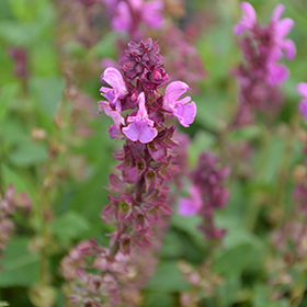Plant Photo 6
