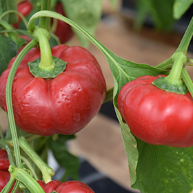 Plant Photo 6