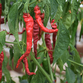 Plant Photo 9