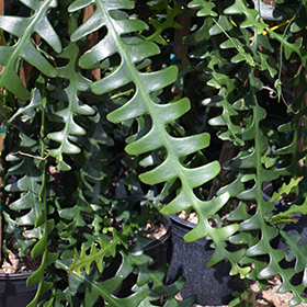 Plant Photo 3