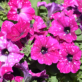 Plant Photo 8