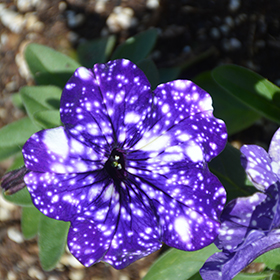 Plant Photo 3