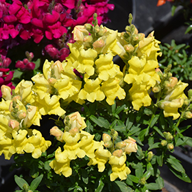 Plant Photo 3