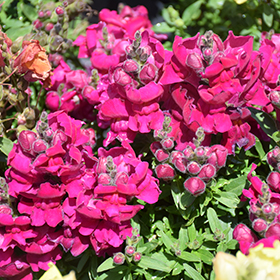 Plant Photo 9