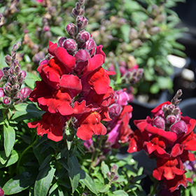 Plant Photo 2