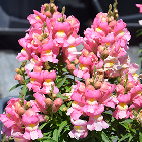 Plant Photo 1