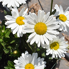 Plant Photo 5