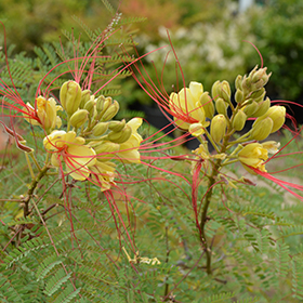 Plant Photo 7