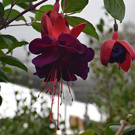 Plant Photo 5