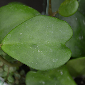 Plant Photo 2