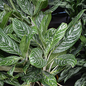 Plant Photo 6