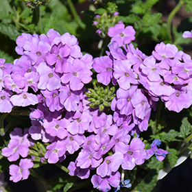 Plant Photo 8