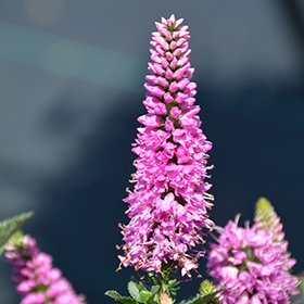 Plant Photo 6
