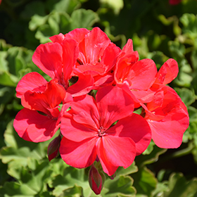 Plant Photo 6