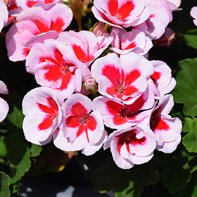 Plant Photo 8
