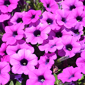 Plant Photo 9