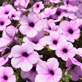 Plant Photo 10