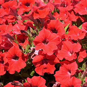 Plant Photo 2