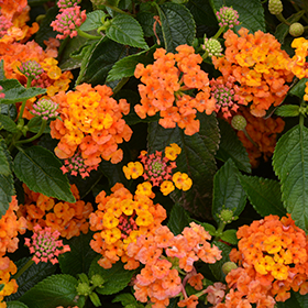 Plant Photo 9
