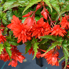 Plant Photo 4