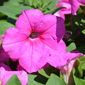 Plant Photo 5
