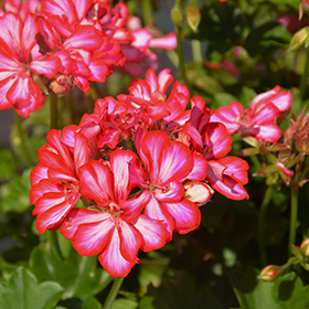 Plant Photo 10