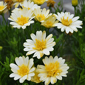Plant Photo 10
