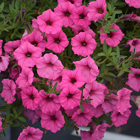 Plant Photo 9