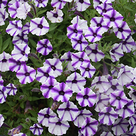 Plant Photo 1