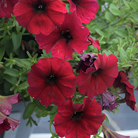 Plant Photo 6