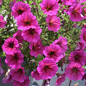 Plant Photo 9