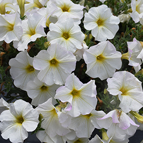 Plant Photo 4