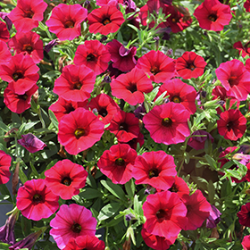Plant Photo 8