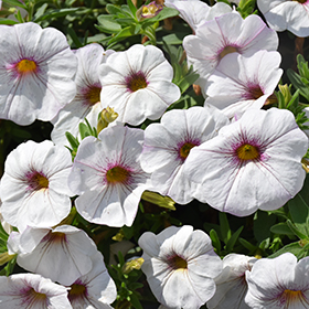 Plant Photo 7