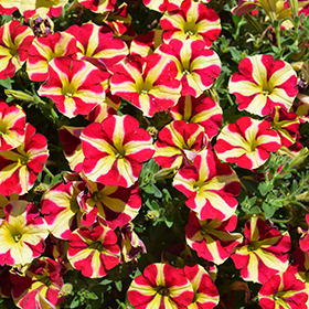Plant Photo 7