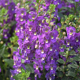 Plant Photo 5