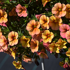 Plant Photo 7