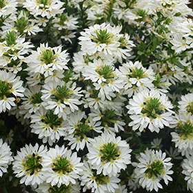 Plant Photo 6