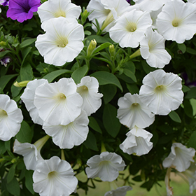 Plant Photo 10