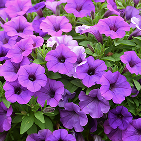 Plant Photo 3