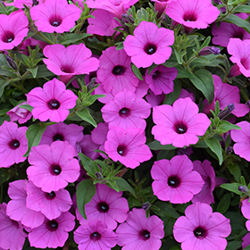 Plant Photo 2
