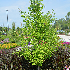 Plant Photo 4